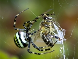 Wespenspinne (Argiope bruennichi) spinnt eine Honigbiene (Apis mellifera) ein