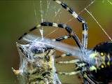 Wespenspinne (Argiope bruennichi) spinnt eine Honigbiene (Apis mellifera) ein