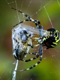 Wespenspinne (Argiope bruennichi) spinnt eine Honigbiene (Apis mellifera) ein