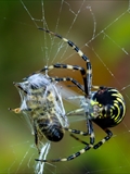 Wespenspinne (Argiope bruennichi) spinnt eine Honigbiene (Apis mellifera) ein