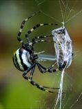 Wespenspinne (Argiope bruennichi) spinnt eine Honigbiene (Apis mellifera) ein