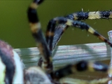 Wespenspinne (Argiope bruennichi) spinnt eine Honigbiene (Apis mellifera) ein