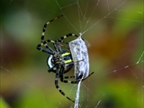 Wespenspinne (Argiope bruennichi) spinnt eine Honigbiene (Apis mellifera) ein