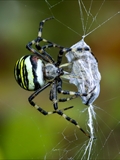 Wespenspinne (Argiope bruennichi) spinnt eine Honigbiene (Apis mellifera) ein