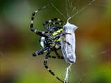 Wespenspinne (Argiope bruennichi) spinnt eine Honigbiene (Apis mellifera) ein