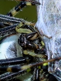 Wespenspinne (Argiope bruennichi) spinnt eine Honigbiene (Apis mellifera) ein