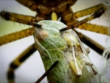 Die Beute verfängt sich im Netz der Wespenspinne (Argiope bruennichi), die Spinne spinnt ihr Opfer ein und tötet es mit Gift, das injiziert Gift verflüssigt die Innereien, die Beute wird dann ausgesaugt.
