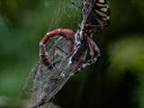 Die Beute verfängt sich im Netz der Wespenspinne (Argiope bruennichi), die Spinne spinnt ihr Opfer ein und tötet es mit Gift, das injiziert Gift verflüssigt Innereien der Beute, die dann ausgesaugt wird.