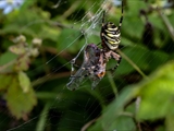 Die Beute verfängt sich im Netz der Wespenspinne (Argiope bruennichi), die Spinne spinnt ihr Opfer ein und tötet es mit Gift, das injiziert Gift verflüssigt Innereien der Beute, die dann ausgesaugt wird.