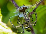 Die Beute verfängt sich im Netz der Wespenspinne (Argiope bruennichi), die Spinne spinnt ihr Opfer ein und tötet es mit Gift, das injiziert Gift verflüssigt Innereien der Beute, die dann ausgesaugt wird.