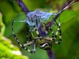 Die Beute verfängt sich im Netz der Wespenspinne (Argiope bruennichi), die Spinne spinnt ihr Opfer ein und tötet es mit Gift, das injiziert Gift verflüssigt Innereien der Beute, die dann ausgesaugt wird.