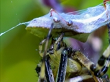 Die Beute verfängt sich im Netz der Wespenspinne (Argiope bruennichi), die Spinne spinnt ihr Opfer ein und tötet es mit Gift, das injiziert Gift verflüssigt Innereien der Beute, die dann ausgesaugt wird.