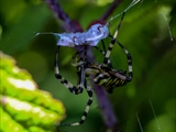 Die Beute verfängt sich im Netz der Wespenspinne (Argiope bruennichi), die Spinne spinnt ihr Opfer ein und tötet es mit Gift, das injiziert Gift verflüssigt Innereien der Beute, die dann ausgesaugt wird.