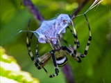 Die Beute verfängt sich im Netz der Wespenspinne (Argiope bruennichi), die Spinne spinnt ihr Opfer ein und tötet es mit Gift, das injiziert Gift verflüssigt Innereien der Beute, die dann ausgesaugt wird.