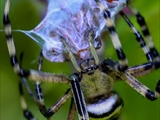 Die Beute verfängt sich im Netz der Wespenspinne (Argiope bruennichi), die Spinne spinnt ihr Opfer ein und tötet es mit Gift, das injiziert Gift verflüssigt Innereien der Beute, die dann ausgesaugt wird.