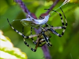 Die Beute verfängt sich im Netz der Wespenspinne (Argiope bruennichi), die Spinne spinnt ihr Opfer ein und tötet es mit Gift, das injiziert Gift verflüssigt Innereien der Beute, die dann ausgesaugt wird.