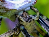 Die Beute verfängt sich im Netz der Wespenspinne (Argiope bruennichi), die Spinne spinnt ihr Opfer ein und tötet es mit Gift, das injiziert Gift verflüssigt Innereien der Beute, die dann ausgesaugt wird.