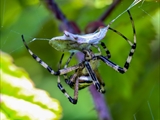 Die Beute verfängt sich im Netz der Wespenspinne (Argiope bruennichi), die Spinne spinnt ihr Opfer ein und tötet es mit Gift, das injiziert Gift verflüssigt Innereien der Beute, die dann ausgesaugt wird.