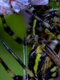 Die Beute verfängt sich im Netz der Wespenspinne (Argiope bruennichi), die Spinne spinnt ihr Opfer ein und tötet es mit Gift, das injiziert Gift verflüssigt Innereien der Beute, die dann ausgesaugt wird.