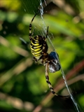 Die Beute verfängt sich im Netz der Wespenspinne (Argiope bruennichi), die Spinne spinnt ihr Opfer ein und tötet es mit Gift, das injiziert Gift verflüssigt Innereien der Beute, die dann ausgesaugt wird.