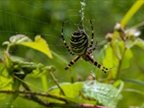 Die Beute verfängt sich im Netz der Wespenspinne (Argiope bruennichi), die Spinne spinnt ihr Opfer ein und tötet es mit Gift, das injiziert Gift verflüssigt Innereien der Beute, die dann ausgesaugt wird.