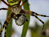 Die Beute verfängt sich im Netz der Wespenspinne (Argiope bruennichi), die Spinne spinnt ihr Opfer ein und tötet es mit Gift, das injiziert Gift verflüssigt Innereien der Beute, die dann ausgesaugt wird.