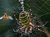 Die Beute verfängt sich im Netz der Wespenspinne (Argiope bruennichi), die Spinne spinnt ihr Opfer ein und tötet es mit Gift, das injiziert Gift verflüssigt Innereien der Beute, die dann ausgesaugt wird.