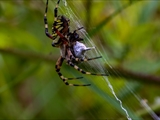 Die Beute verfängt sich im Netz der Wespenspinne (Argiope bruennichi), die Spinne spinnt ihr Opfer ein und tötet es mit Gift, das injiziert Gift verflüssigt Innereien der Beute, die dann ausgesaugt wird.