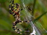 Die Beute verfängt sich im Netz der Wespenspinne (Argiope bruennichi), die Spinne spinnt ihr Opfer ein und tötet es mit Gift, das injiziert Gift verflüssigt Innereien der Beute, die dann ausgesaugt wird.