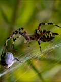 Die Beute verfängt sich im Netz der Wespenspinne (Argiope bruennichi), die Spinne spinnt ihr Opfer ein und tötet es mit Gift, das injiziert Gift verflüssigt Innereien der Beute, die dann ausgesaugt wird.