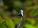 Die Beute verfängt sich im Netz der Wespenspinne (Argiope bruennichi), die Spinne spinnt ihr Opfer ein und tötet es mit Gift, das injiziert Gift verflüssigt Innereien der Beute, die dann ausgesaugt wird.