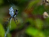 Die Beute verfängt sich im Netz der Wespenspinne (Argiope bruennichi), die Spinne spinnt ihr Opfer ein und tötet es mit Gift, das injiziert Gift verflüssigt Innereien der Beute, die dann ausgesaugt wird.