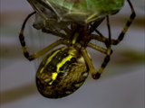 Die Beute verfängt sich im Netz der Wespenspinne (Argiope bruennichi), die Spinne spinnt ihr Opfer ein und tötet es mit Gift, das injiziert Gift verflüssigt Innereien der Beute, die dann ausgesaugt wird.