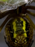 Die Beute verfängt sich im Netz der Wespenspinne (Argiope bruennichi), die Spinne spinnt ihr Opfer ein und tötet es mit Gift, das injiziert Gift verflüssigt Innereien der Beute, die dann ausgesaugt wird.