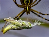 Die Beute verfängt sich im Netz der Wespenspinne (Argiope bruennichi), die Spinne spinnt ihr Opfer ein und tötet es mit Gift, das injiziert Gift verflüssigt Innereien der Beute, die dann ausgesaugt wird.