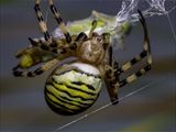 Die Beute verfängt sich im Netz der Wespenspinne (Argiope bruennichi), die Spinne spinnt ihr Opfer ein und tötet es mit Gift, das injiziert Gift verflüssigt Innereien der Beute, die dann ausgesaugt wird.