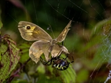 Die Beute verfängt sich im Netz der Wespenspinne (Argiope bruennichi), die Spinne spinnt ihr Opfer ein und tötet es mit Gift, das injiziert Gift verflüssigt Innereien der Beute, die dann ausgesaugt wird.