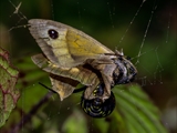 Die Beute verfängt sich im Netz der Wespenspinne (Argiope bruennichi), die Spinne spinnt ihr Opfer ein und tötet es mit Gift, das injiziert Gift verflüssigt Innereien der Beute, die dann ausgesaugt wird.