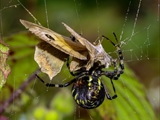 Die Beute verfängt sich im Netz der Wespenspinne (Argiope bruennichi), die Spinne spinnt ihr Opfer ein und tötet es mit Gift, das injiziert Gift verflüssigt Innereien der Beute, die dann ausgesaugt wird.