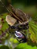 Die Beute verfängt sich im Netz der Wespenspinne (Argiope bruennichi), die Spinne spinnt ihr Opfer ein und tötet es mit Gift, das injiziert Gift verflüssigt Innereien der Beute, die dann ausgesaugt wird.