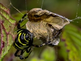 Die Beute verfängt sich im Netz der Wespenspinne (Argiope bruennichi), die Spinne spinnt ihr Opfer ein und tötet es mit Gift, das injiziert Gift verflüssigt Innereien der Beute, die dann ausgesaugt wird.