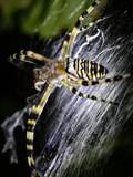 Argiope bruennichi auch Wespenspinne, Zebraspinne, Tigerspinne oder Seidenbandspinne genannt, jagt gerne Heuschrecken. 