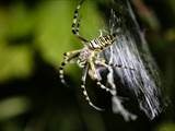 Argiope bruennichi auch Wespenspinne, Zebraspinne, Tigerspinne oder Seidenbandspinne genannt, jagt gerne Heuschrecken. 