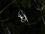 Argiope bruennichi auch Wespenspinne, Zebraspinne, Tigerspinne oder Seidenbandspinne genannt, jagt gerne Heuschrecken. 