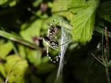 Argiope bruennichi auch Wespenspinne, Zebraspinne, Tigerspinne oder Seidenbandspinne genannt, jagt gerne Heuschrecken. 