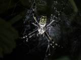 Argiope bruennichi auch Wespenspinne, Zebraspinne, Tigerspinne oder Seidenbandspinne genannt, jagt gerne Heuschrecken. 