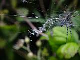 Argiope bruennichi auch Wespenspinne, Zebraspinne, Tigerspinne oder Seidenbandspinne genannt, jagt gerne Heuschrecken. 