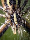 Argiope bruennichi auch Wespenspinne, Zebraspinne, Tigerspinne oder Seidenbandspinne genannt, jagt gerne Heuschrecken. 