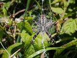 Argiope bruennichi auch Wespenspinne, Zebraspinne, Tigerspinne oder Seidenbandspinne genannt, jagt gerne Heuschrecken. 