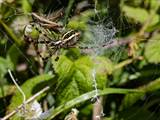 Argiope bruennichi auch Wespenspinne, Zebraspinne, Tigerspinne oder Seidenbandspinne genannt, jagt gerne Heuschrecken. 